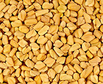 fenugreek seeds