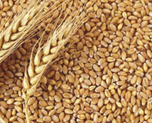 wheat